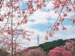 -风云岭森林公园