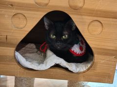 -more than meow吴止猫主题餐厅(承德 中船汇店)