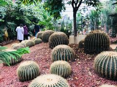 -呀路古热带植物园