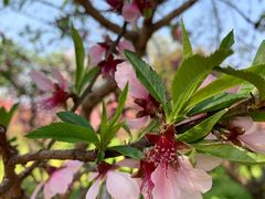 -南汇桃花村