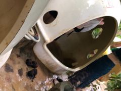 -100蛋泥浆浴