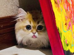 -青奢宠物·青奢猫舍