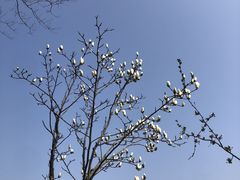 -巢湖姥山岛