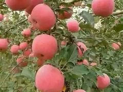 -明珠海港大酒店