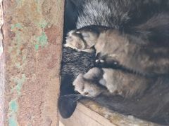 -宫城藏王狐狸村