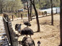 -大连森林动物园