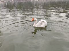 -莲湖公园