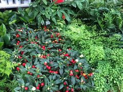 -秦美花卉(天朗·莱茵小城2期店)