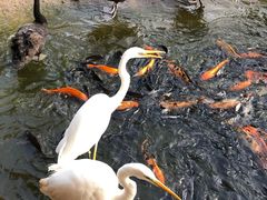 -海南热带野生动植物园