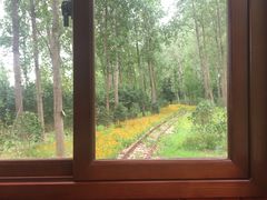 -合肥滨湖国家森林公园