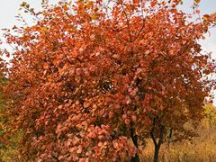 -北京西山国家森林公园