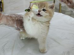 -小猫来了猫舍(福田店)