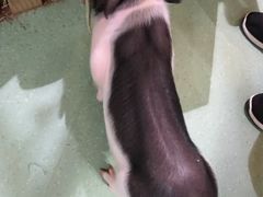 -藦茜花园宠物主题亲子互动体验馆(国顺东路店)