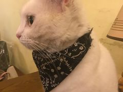 -猫色咖啡·猫咖