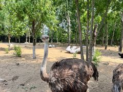 -大连森林动物园