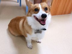 -pd派德宠物中心医院24H急重症·眼科中心·血液透析中心(嵩山北路店)