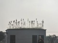 -桤木河湿地公园