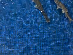 -鸿渡渔庄·特色鸭咀鱼