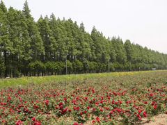 -上海长兴岛郊野公园
