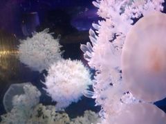 -芜湖新华联大白鲸海洋公园