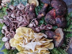 -大理董·董家小厨野生菌火锅(古城旗舰店)