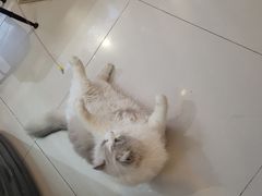 -平行世界·猫咖(首经贸店)