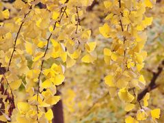 -重庆市江北嘴中央商务区中央公园