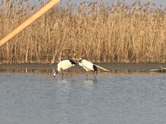 -盐城丹顶鹤湿地生态旅游区