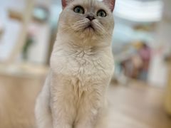 -1013 PET SHOP精品宠物商店(丁香店)