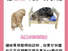 -纳吉亚猫专科动物诊疗中心(蒋宅口分院)
