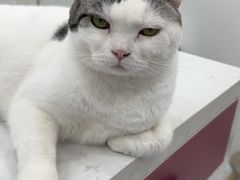 -喵园·猫主题咖啡厅·撸猫·猫咖(国贸店)