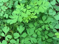 -五营红松林海景区