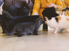 -猫咖时代(中山亭店)