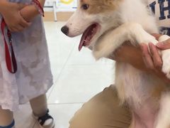 -翊宠yipet猫狗购宠庄园犬舍•猫舍