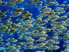 -海合安成都极地海洋公园
