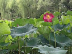 -青城公园