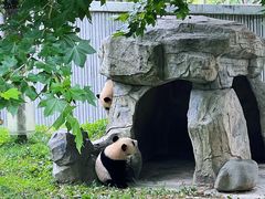 -卧龙中华大熊猫苑神树坪基地