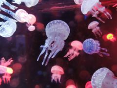 -烟台海昌鲸鲨海洋公园