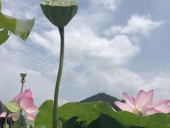 -蒙古大营(朝阳公园店)