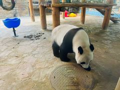 -西霞口神雕山野生动物世界