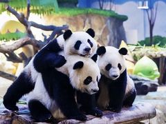 -广州长隆野生动物世界