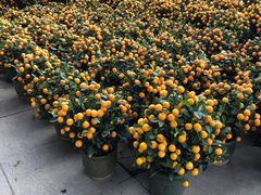 -细村农贸综合市场