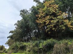 -塔川景区