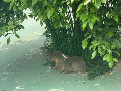 -苏州太湖西山岛开心农场