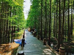 -桤木河湿地公园