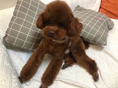 -佳雯宠物医院·皮肤科·内外科(春晓路分院)