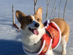 -野鸭湖国家湿地公园