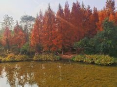 -白鹭湾湿地公园