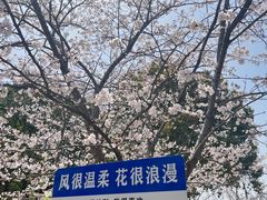 -高东镇樱花园