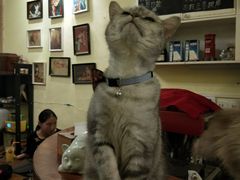 -猫色咖啡·猫咖